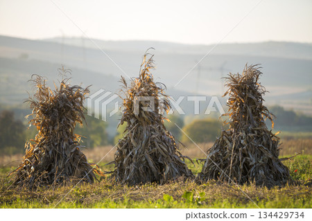 Dry corn stalks golden sheaves in empty grassy field after harvest on foggy hills and cloudless blue sky copy space background at fall. Peaceful misty landscape, rural autumn panorama. 134429734