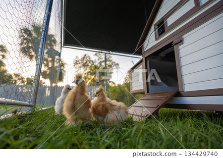 Domestic chicken in small backyard chicken coop. Silkie chicks sustainably raised in free range conditions Domestic chicken in small backyard chicken coop. Silkie chicks sustainably raised in free range conditions 134429740