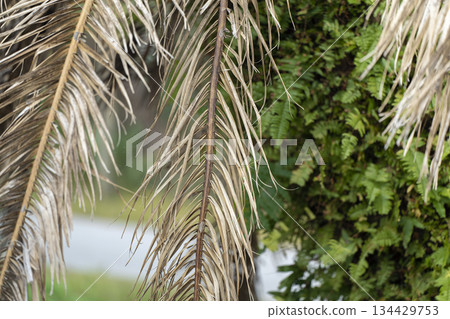 Dead palm tree with dry branches on Florida home backyard. Tree removal concept 134429753
