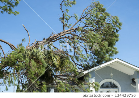 Damage to Florida house roof from uprooted tree after hurricane. Insurance claim on destroyed home. Aftermath of natural disaster concept 134429756