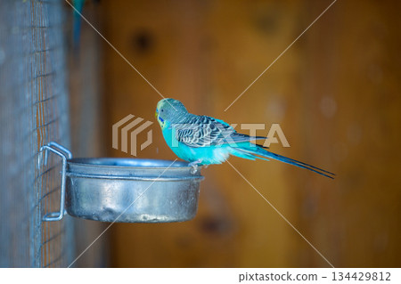 Colorful parrot in a cage at a zoo. 134429812