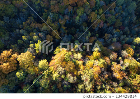 Colorful lush forest in autumn season. Tree canopies in fall woods. Landscape of autumnal wild nature Colorful lush forest in autumn season. Tree canopies in fall woods. Landscape of autumnal wild nature 134429814