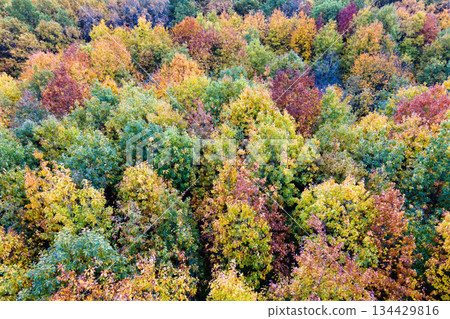 Colorful lush forest in autumn season. Tree canopies in fall woods. Landscape of autumnal wild nature 134429816