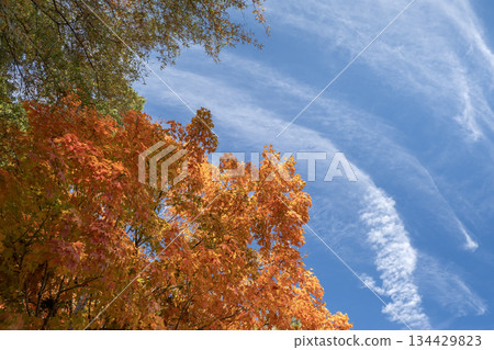 Colorful autumn nature. Canopies of yellow forest trees in fall season 134429823