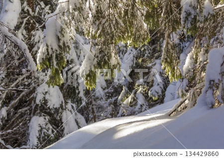 Close-up shot of pine tree branche with green needles covered with deep fresh clean snow on blurred blue outdoors copy space background. Merry Christmas and Happy New Year greeting postcard. Close-up shot of pine tree branche with green needles covered with deep fresh clean snow on blurred blue outdoors copy space background. Merry Christmas and Happy New Year greeting postcard. 134429860