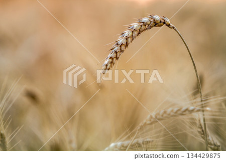 Close-up of warm colored golden yellow ripe focused wheat heads on sunny summer day on soft blurred foggy meadow wheat field light brown background. Agriculture, farming and rich harvest concept. 134429875