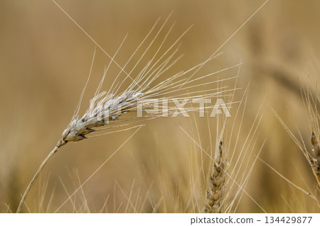 Close-up of warm colored golden yellow ripe focused wheat head on sunny summer day on soft blurred foggy meadow wheat field light brown background. Agriculture, farming and rich harvest concept. 134429877