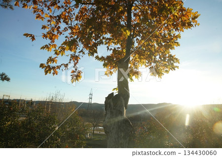 Fantastic Autumn leaf color in suburb of a city or town in sunrise 134430060