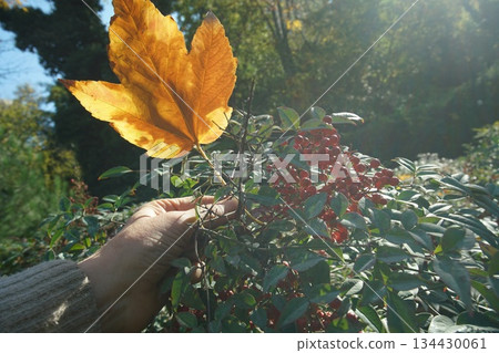 Autumn leaf color (plane tree) and some red berries in park of Paris 134430061