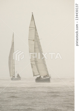 Sailing regatta in the Gulf of Finland in heavily rain, few sailing yachts competing in a race, splashing water from under the boats, teamwork, board the boat 134430137