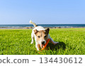 Playful dog catching flying disc playing at sea beach on sunny summer day 134430612