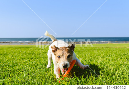Playful dog catching flying disc playing at sea beach on sunny summer day Playful dog catching flying disc playing at sea beach on sunny summer day 134430612