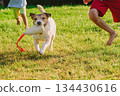Children playing fetch with jack russell terrier dog in backyard garden - family pet bonding 134430616