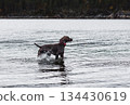 German Shorthaired Pointer puppy playing in cold Fall sea water during walk at beach 134430619