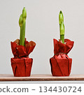 two potted amaryllis plants stands on a wooden shelf against a soft, neutral background 134430724