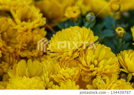 beautiful bushes of yellow chrysanthemum flowers beautiful bushes of yellow chrysanthemum flowers 134430787