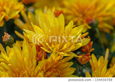 beautiful bushes of yellow chrysanthemum flowers 134430789