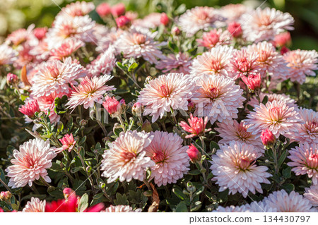 beautiful chrysanthemum flower bushes pink colors 134430797