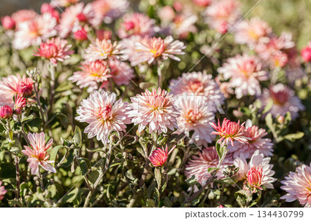 beautiful chrysanthemum flower bushes pink colors 134430799