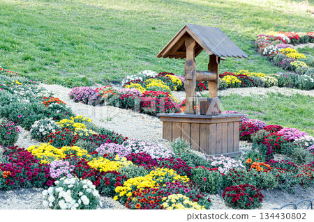 beautiful bushes of chrysanthemum flowers purple colors, windmill and well beautiful bushes of chrysanthemum flowers purple colors, windmill and well 134430802