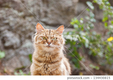 beautiful look of a cat in nature beautiful look of a cat in nature 134430815