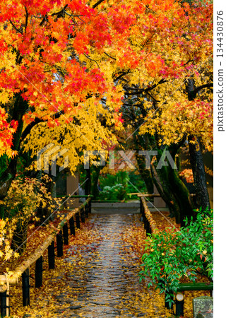 Falling autumn leaves on the bamboo fence (Koetsuji Temple)_9797 134430876
