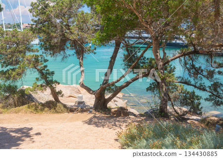 Pine trees growing near turquoise sea on sandy beach. Natural coastal landscape, summer vacation and peaceful seaside atmosphere. 134430885