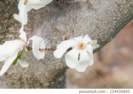 在北海道的一個公園裡盛開的 Kobusi 花 134430893