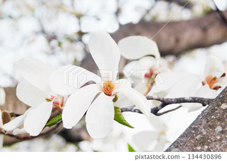 Kobusi flowers blooming in a park in Hokkaido 134430896