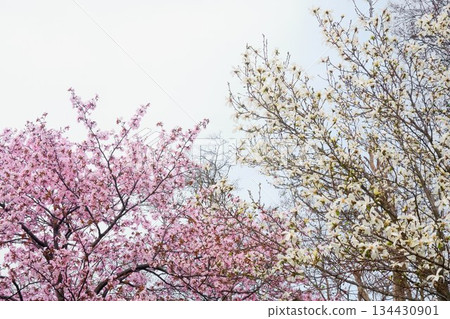 北海道公園裡櫻花和玉蘭花盛開 134430901
