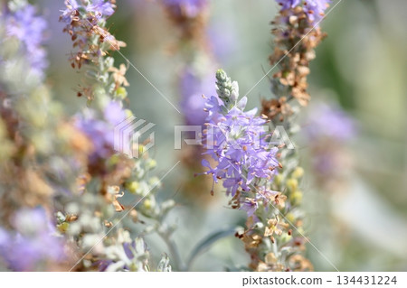 Refreshing toteiran flowers Refreshing toteiran flowers 134431224