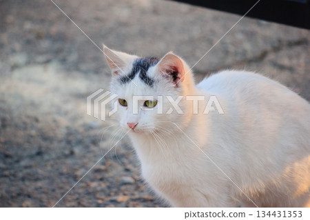 A beautiful white cat with a black spot on its head sitting on a street and looking away in soft light 134431353