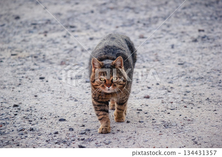 A confident brown tabby cat walking directly towards the camera on a gravel road in dayligh 134431357
