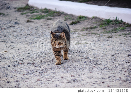 A confident brown tabby cat walking directly towards the camera on a gravel road in dayligh 134431358