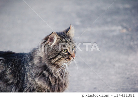 A beautiful fluffy tabby cat in profile looking alertly to the side on a neutral grey background A beautiful fluffy tabby cat in profile looking alertly to the side on a neutral grey background 134431391