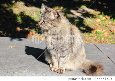 A beautiful fluffy tabby cat sitting on a stone path, basking in bright sunlight with a long shadow 134431393