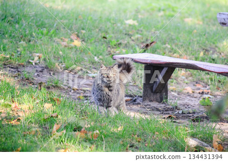 A beautiful fluffy tabby cat sitting on green grass near a wooden bench in a peaceful sunny garden 134431394