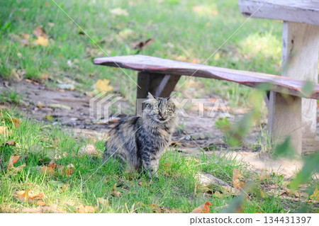 A beautiful fluffy tabby cat sitting on green grass near a wooden bench in a peaceful sunny garden A beautiful fluffy tabby cat sitting on green grass near a wooden bench in a peaceful sunny garden 134431397