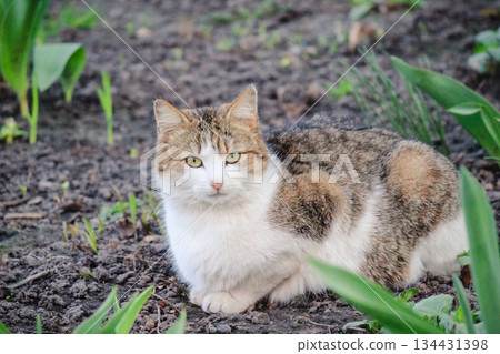 A beautiful white and tabby cat sitting on dark soil among green spring sprouts in a sunny garden A beautiful white and tabby cat sitting on dark soil among green spring sprouts in a sunny garden 134431398