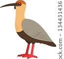 Bandurria, black faced ibis vector illustration 134431436