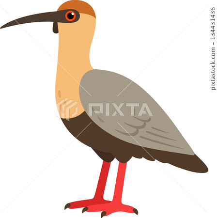 Bandurria, black faced ibis vector illustration Bandurria, black faced ibis vector illustration 134431436