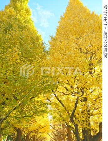 絢麗多彩的秋景 134431528