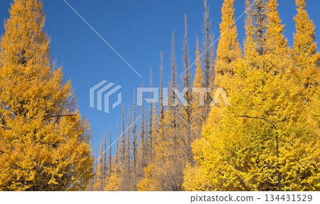 絢麗多彩的秋景 134431529