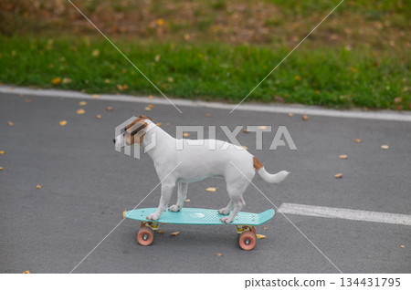 A Jack Russell Terrier rides a penny board in an autumn park. A Jack Russell Terrier rides a penny board in an autumn park. 134431795