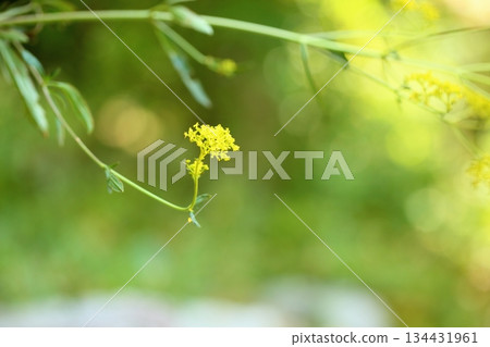 令人神清氣爽的海灘月桂花 134431961
