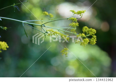 Refreshing beach laurel flowers 134431962