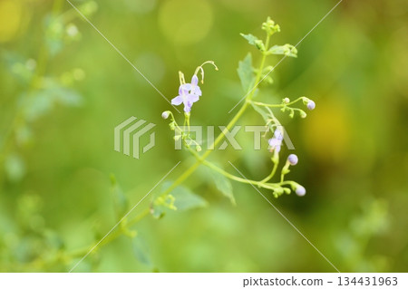 可愛的徠花 可愛的徠花 134431963