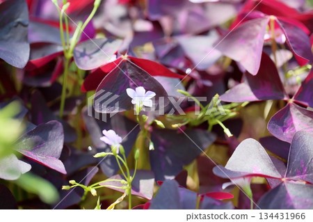 Oxalis Flower Trian Glaris 134431966