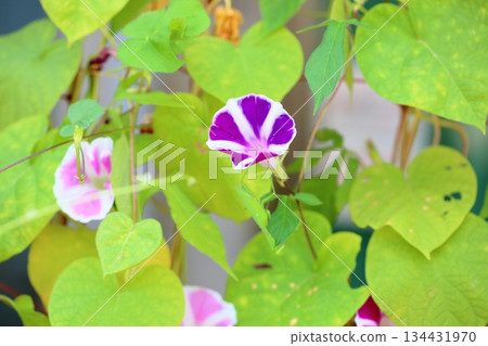 清爽的牽牛花 清爽的牽牛花 134431970