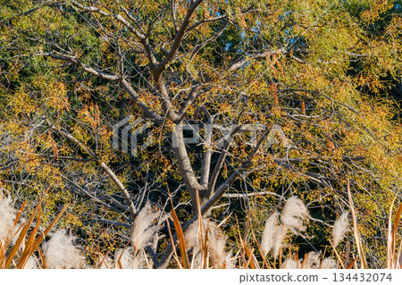 仙丹和蒲葦 仙丹和蒲葦 134432074